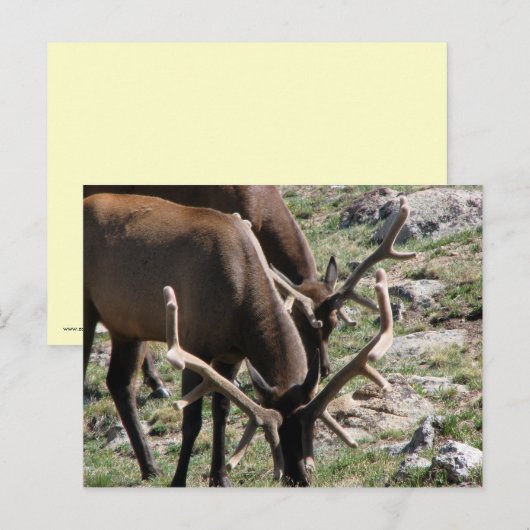 昼食時間 ポストカード (正面/裏面)