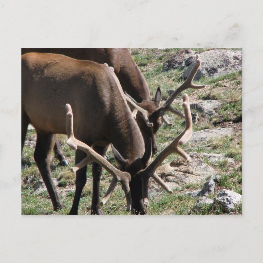 昼食時間 ポストカード (正面)