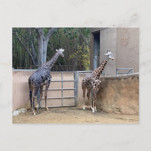 昼食時間 ポストカード (正面)