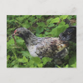 昼食 ポストカード (正面)