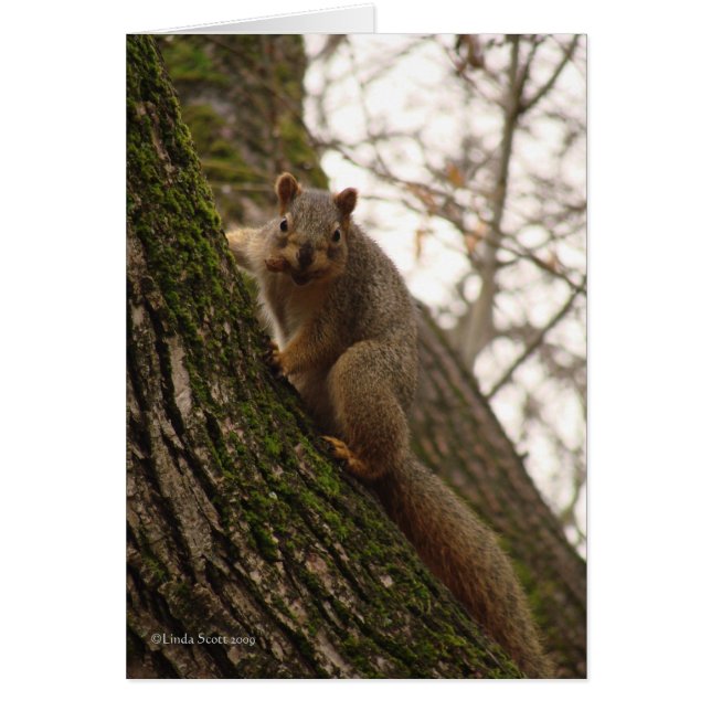 時々ナットのように感じます! (正面)