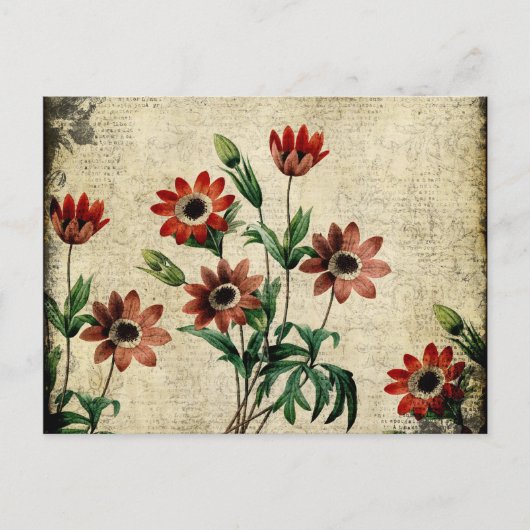 時代を超越したアネモネス ポストカード (正面)