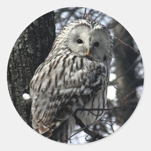 時計のフクロウ ラウンドシール (正面)