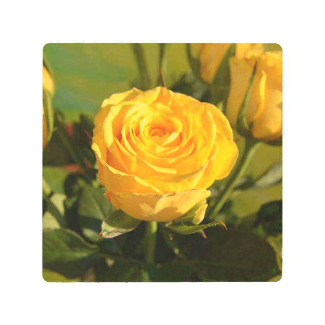 時間をかけて黄色いバラの匂いを嗅ぐ メタルプリント (正面)