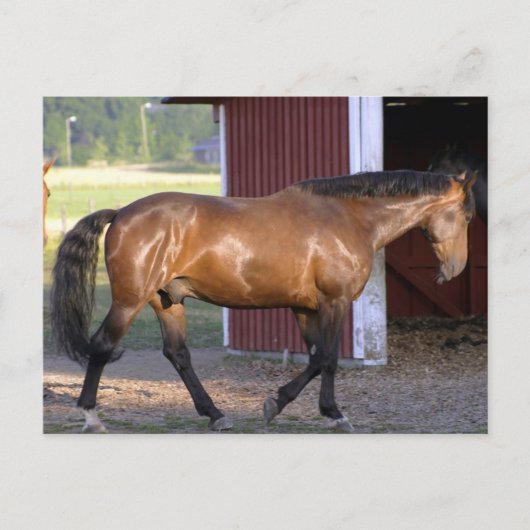 時食べ物を与え間 ポストカード (正面)