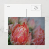 晩夏の豊作 ポストカード (正面/裏面)