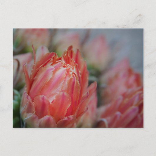 晩夏の豊作 ポストカード (正面)