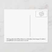 晩期トリリウム ポストカード (裏面)