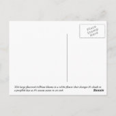 晩期トリリウム ポストカード (裏面)