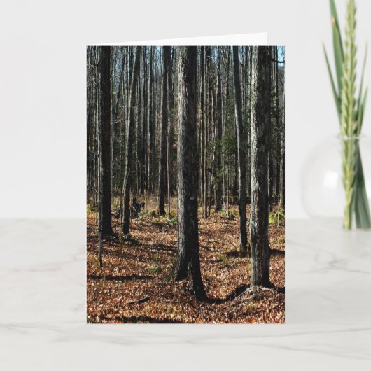 晩秋の木々：デジタル化された森 カード (正面)