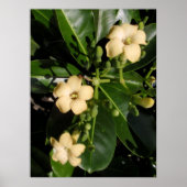 普明池井 ポスター (正面)