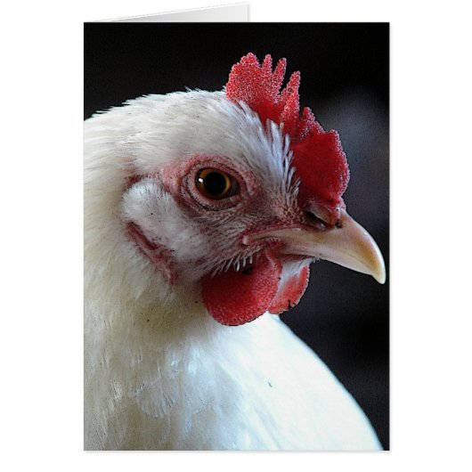 普通のジェーン (正面)