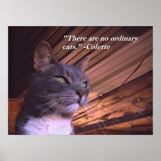 普通の猫はいない ポスター (正面)