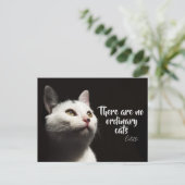 普通の猫/猫写真はない ポストカード (スタンド正面)