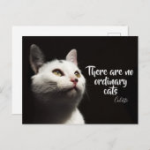 普通の猫/猫写真はない ポストカード (正面/裏面)