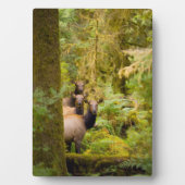 景色を見つめる3頭のルーズベルトエルクの雌 フォトプラーク (正面)