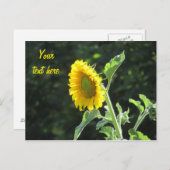 晴れたひまわりのフル開花 ポストカード (正面/裏面)