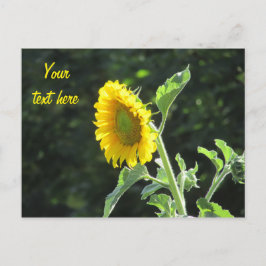 晴れたひまわりのフル開花 ポストカード