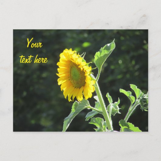 晴れたひまわりのフル開花 ポストカード (正面)