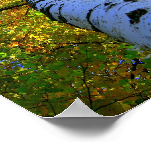 晴れた夏の日の樺の木 ポスター (角)