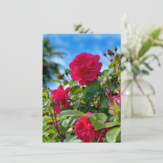 晴れた庭の花の写真 カード