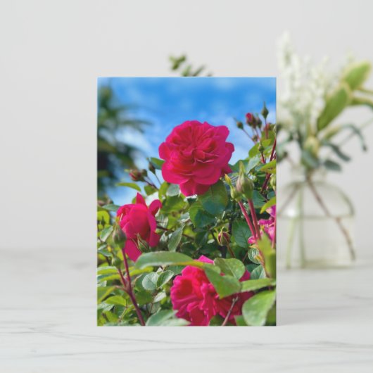 晴れた庭の花の写真 カード (スタンド正面)