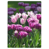 晴れた日に明るい薄紫とピンクのチューリップ クリップボード (裏面)