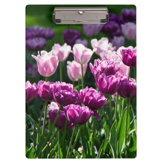 晴れた日に明るい薄紫とピンクのチューリップ クリップボード (正面)