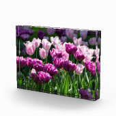 晴れた日に明るい薄紫とピンクのチューリップ フォトブロック (右)