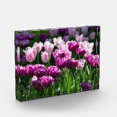 晴れた日に明るい薄紫とピンクのチューリップ フォトブロック (左)