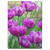 晴れた日に明るい薄紫チューリップ クリップボード (裏面)