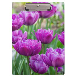 晴れた日に明るい薄紫チューリップ クリップボード