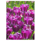 晴れた日に明るい薄紫チューリップ クリップボード (裏面)