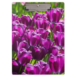 晴れた日に明るい薄紫チューリップ クリップボード