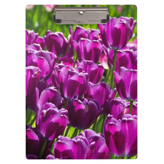 晴れた日に明るい薄紫チューリップ クリップボード (正面)