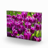 晴れた日に明るい薄紫チューリップ フォトブロック (右)