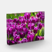 晴れた日に明るい薄紫チューリップ フォトブロック (左)