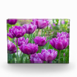 晴れた日に明るい薄紫チューリップ フォトブロック