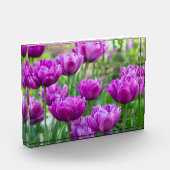 晴れた日に明るい薄紫チューリップ フォトブロック (左)