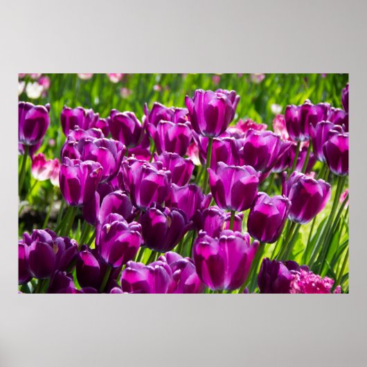 晴れた日に明るい薄紫チューリップ ポスター (正面)