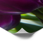 晴れた日に明るい薄紫チューリップ ポスター (角)