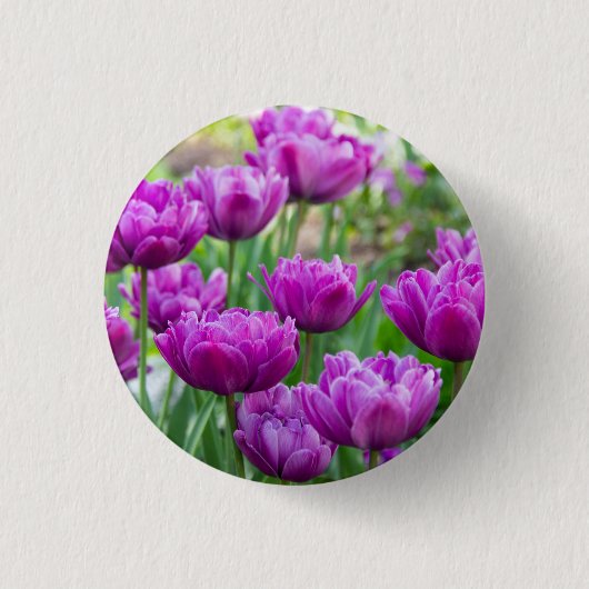 晴れた日に明るい薄紫チューリップ 缶バッジ (正面)