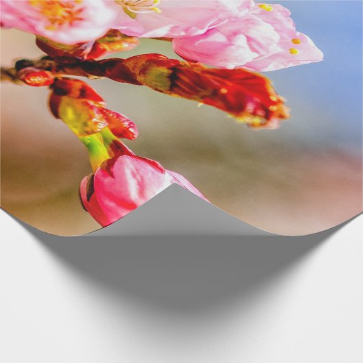 晴れた日に美しいピンクの桜の花を咲かせる ラッピングペーパー (角)