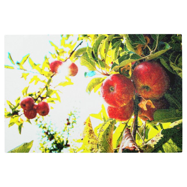 「晴れた日に赤りんごの木」かわいい写真。買今 メタルプリント (正面)