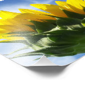 晴れた日のひまわり写真 フォトプリント            (角)