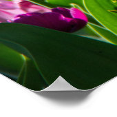 晴れた日のポスターに明るい薄紫とピンクのチューリップ ポスター (角)