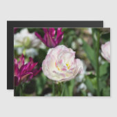 晴れた日の明るいピンクのチューリップ (正面/裏面)