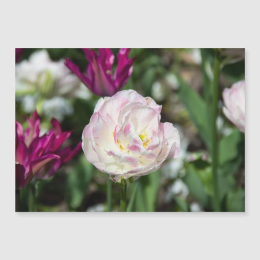 晴れた日の明るいピンクのチューリップ (正面)