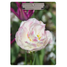 晴れた日の明るいピンクのチューリップ