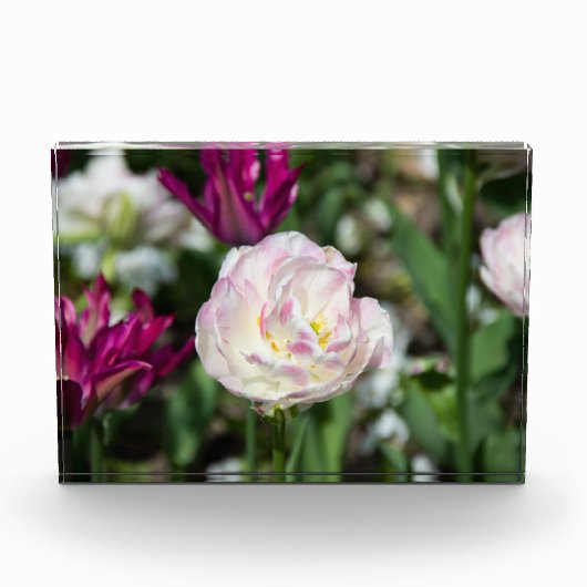 晴れた日の明るいピンクのチューリップ フォトブロック (正面)